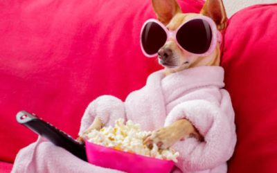 CORN-VERSATION POOCH POP