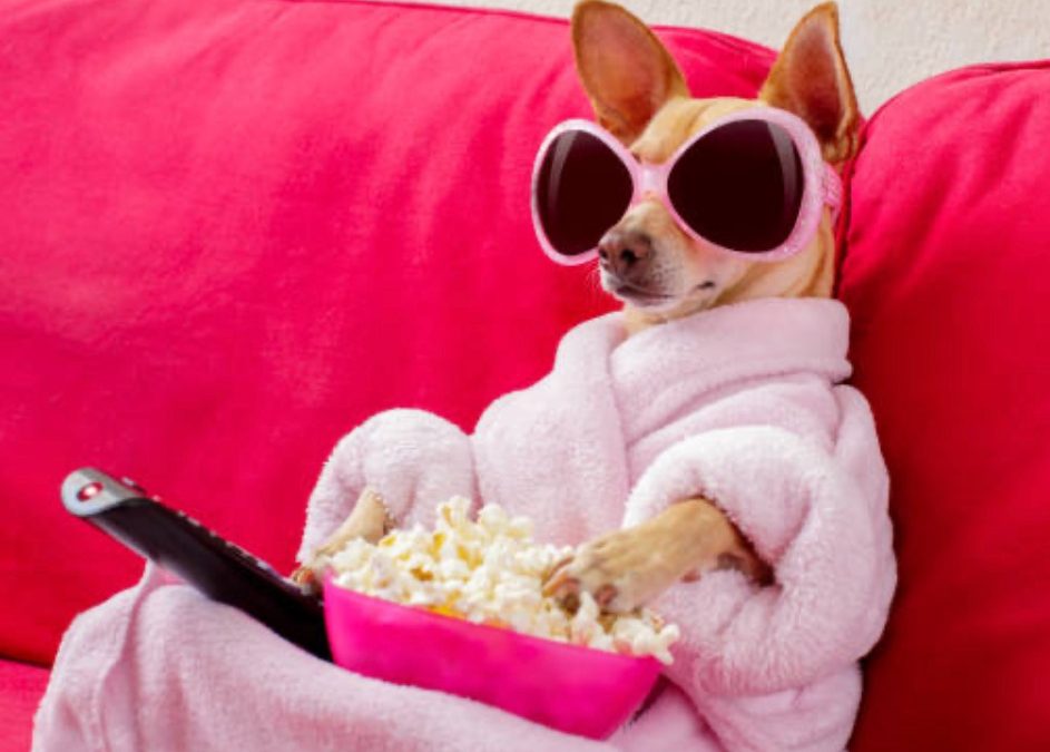 CORN-VERSATION POOCH POP